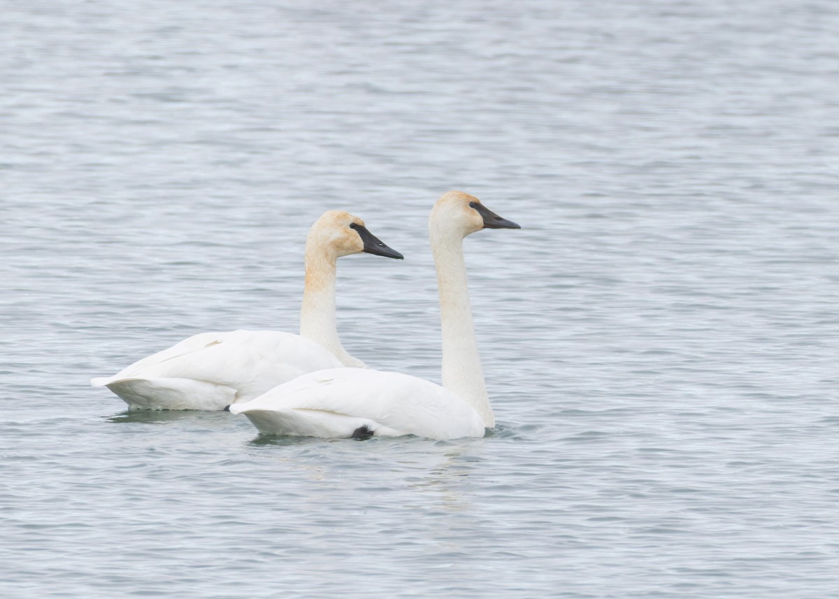 Trumpeter Swan - ML646455376
