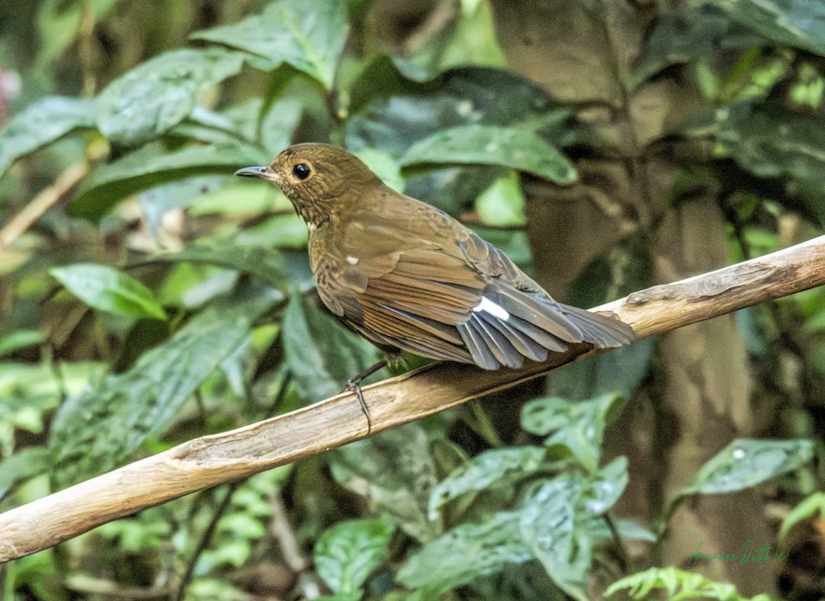 White-tailed Robin - ML646455377