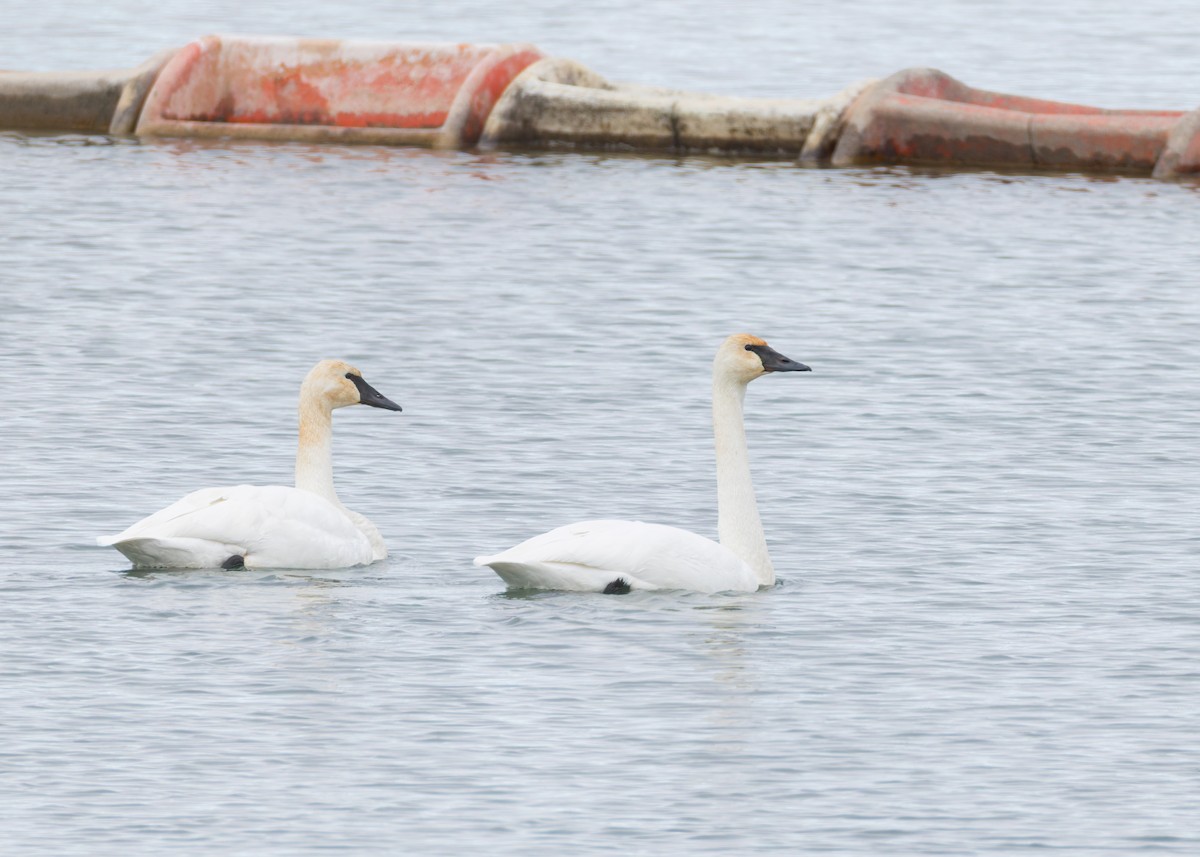 Trumpeter Swan - ML646455380