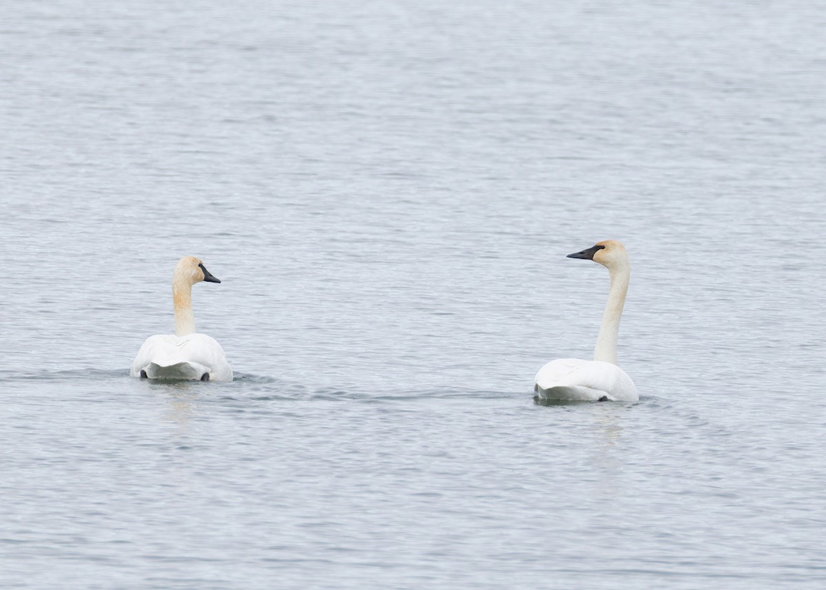 Trumpeter Swan - ML646455382