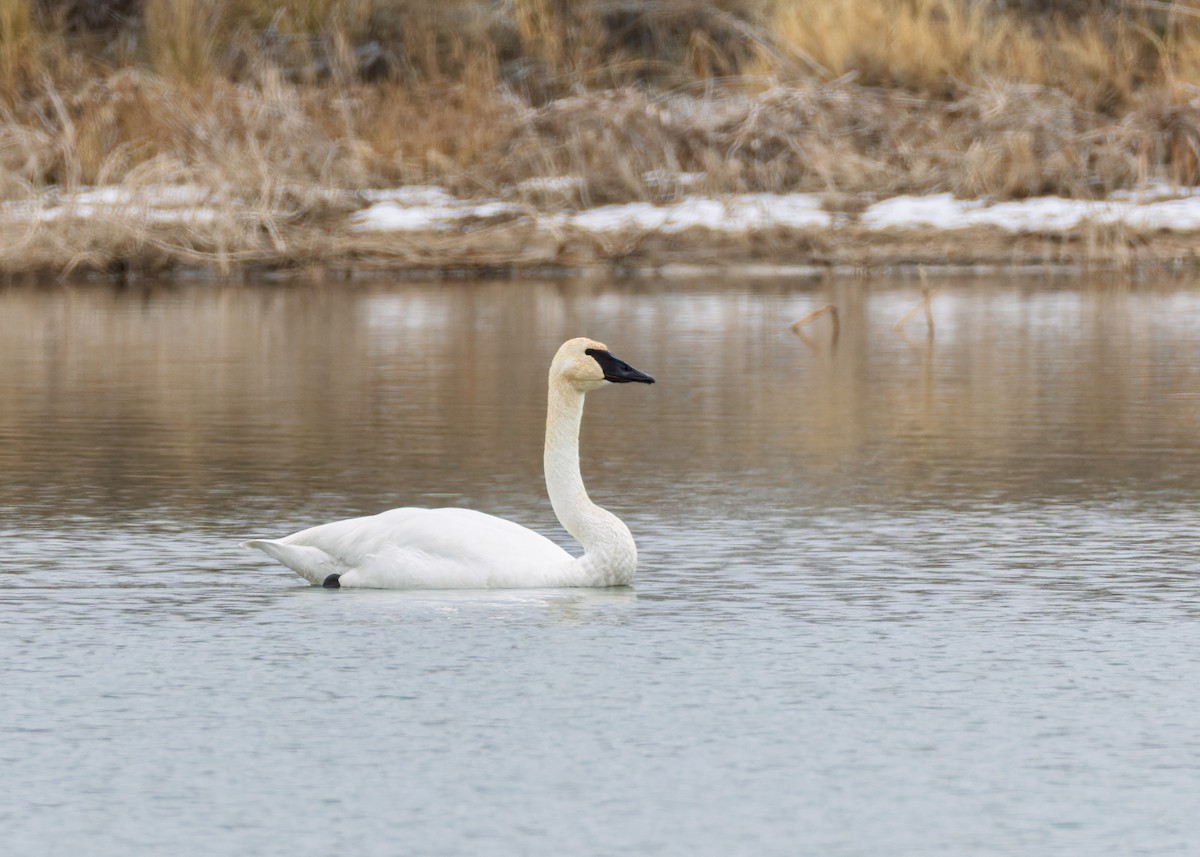 Trumpeter Swan - ML646455383