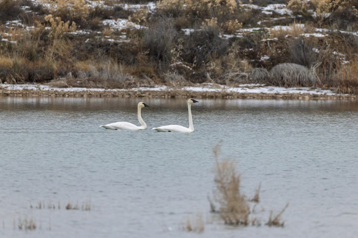 Trumpeter Swan - ML646455385
