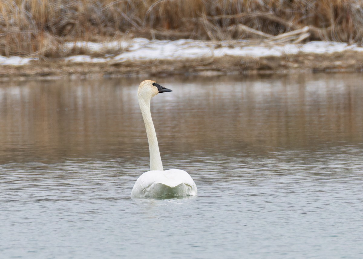 Trumpeter Swan - ML646455386