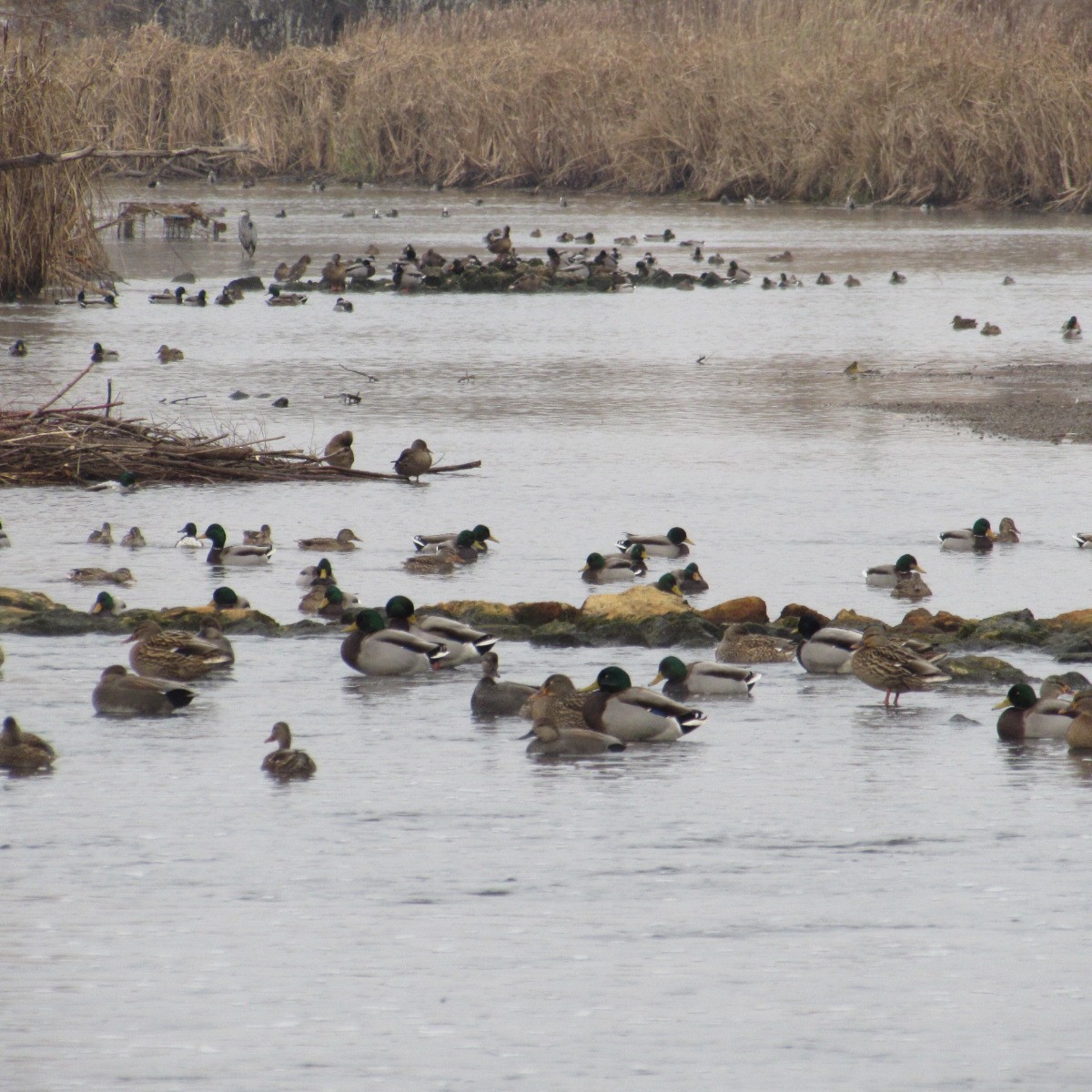 Mallard - ML646455387