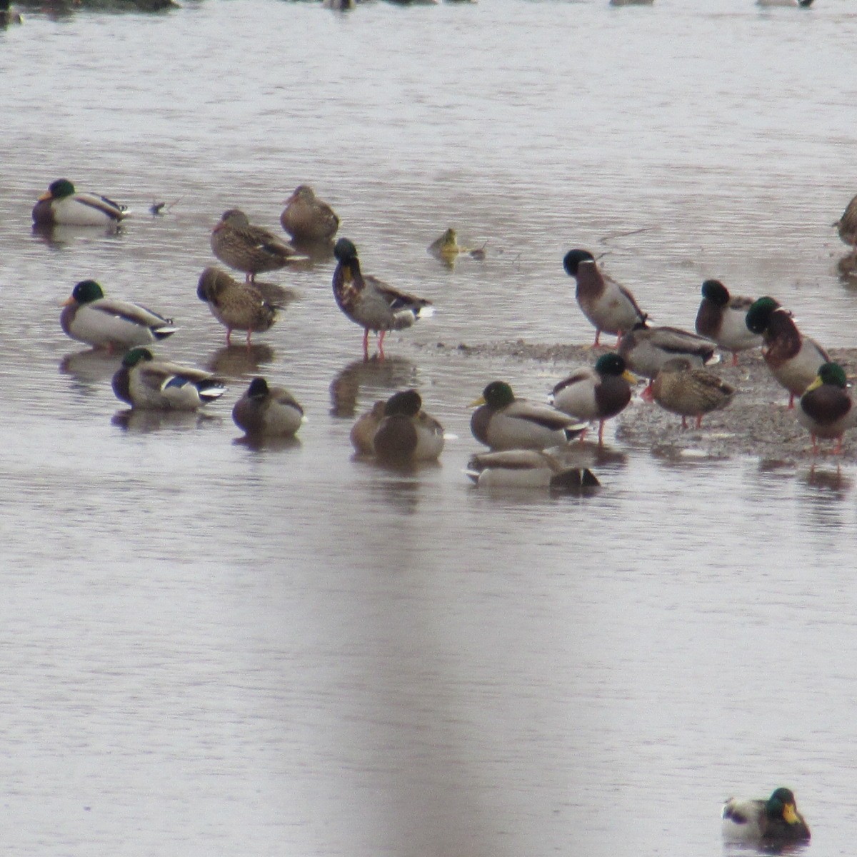 Mallard - ML646455388