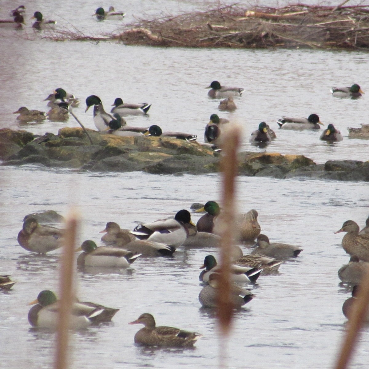 Mallard - ML646455389