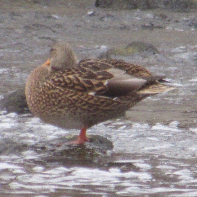 Mallard - ML646455390