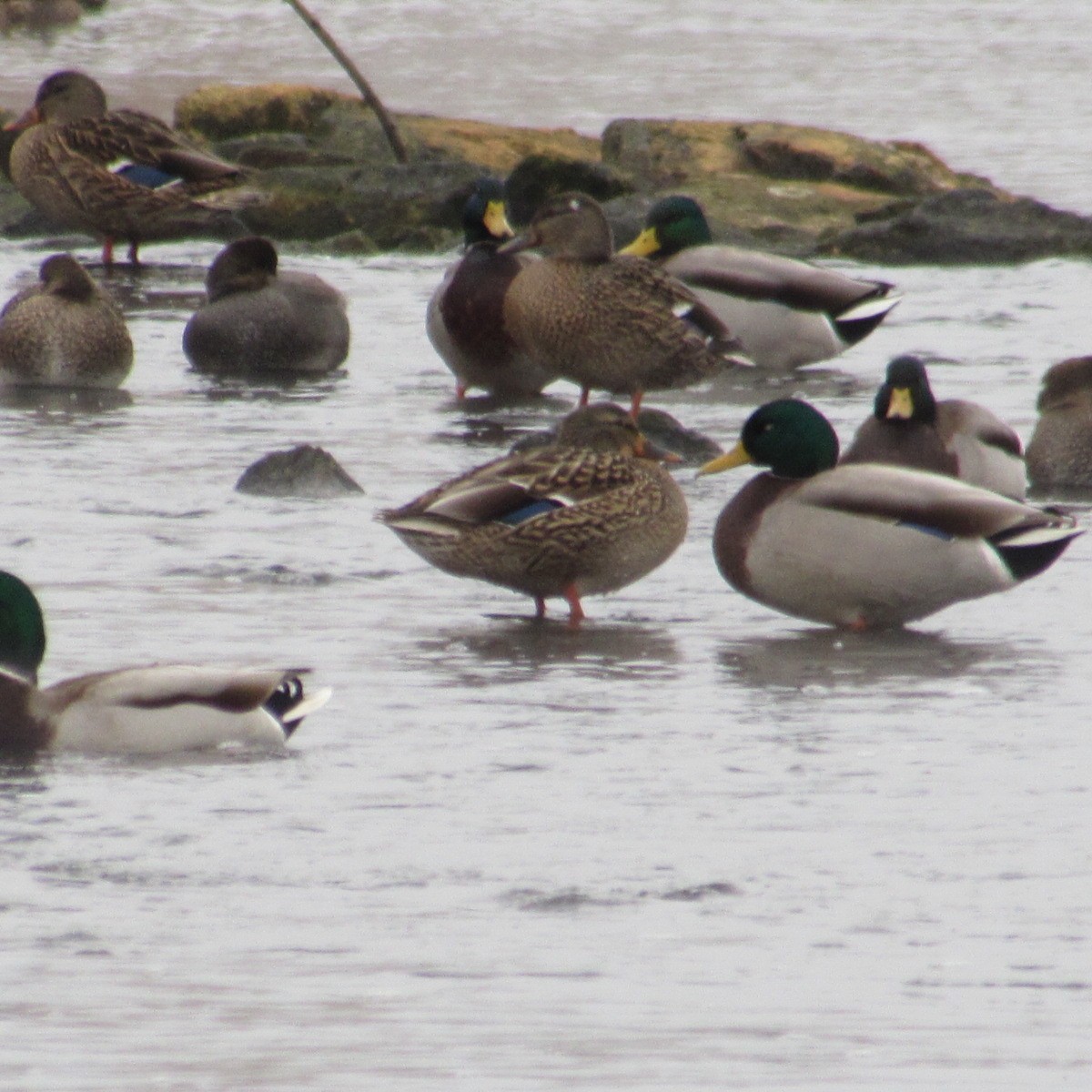 Mallard - ML646455391