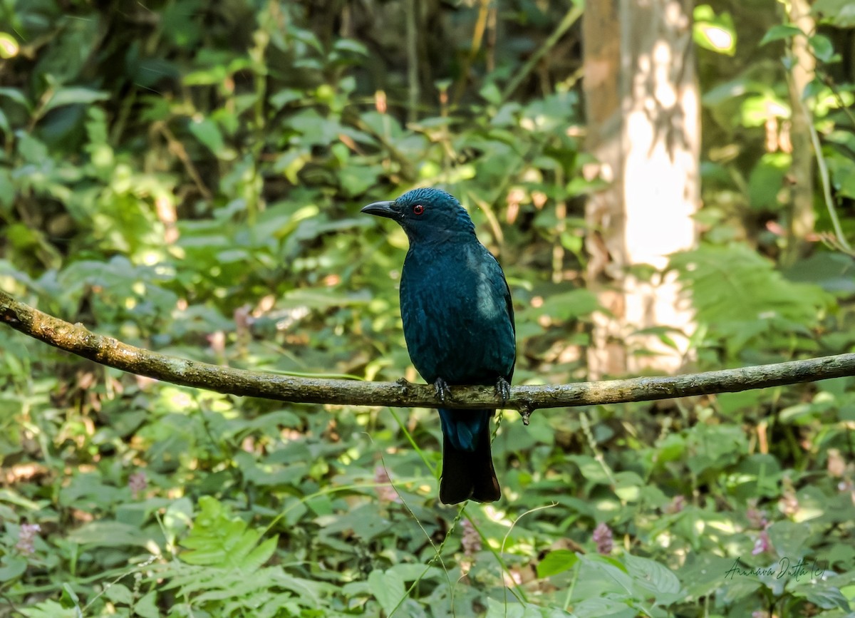 Asian Fairy-bluebird - ML646455396