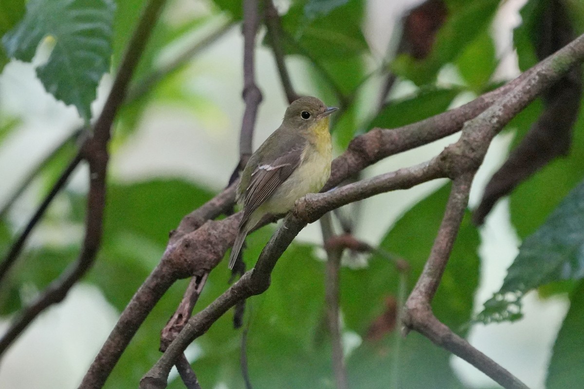 Green-backed Flycatcher - ML646455399