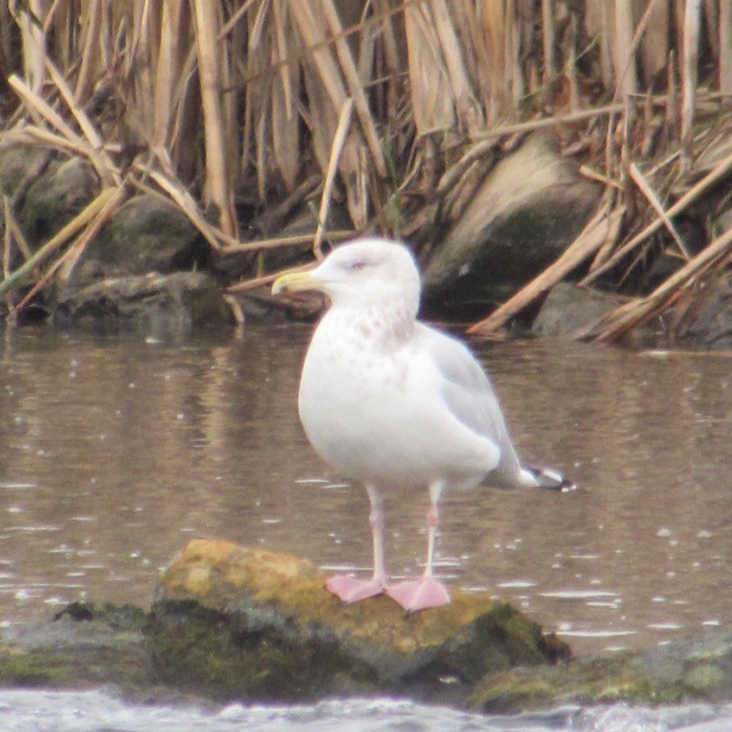 American Herring Gull - ML646455400