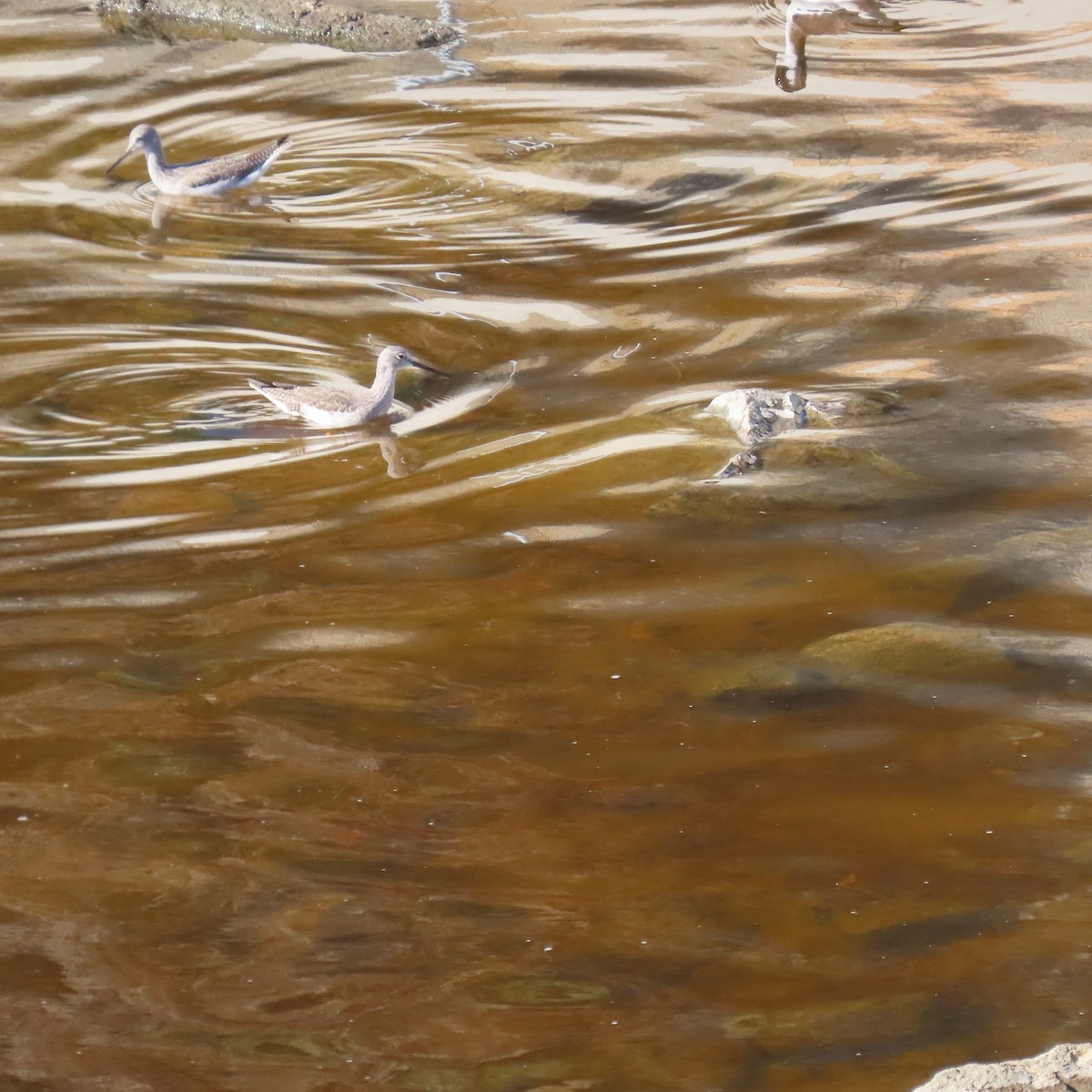 Greater Yellowlegs - ML646455402