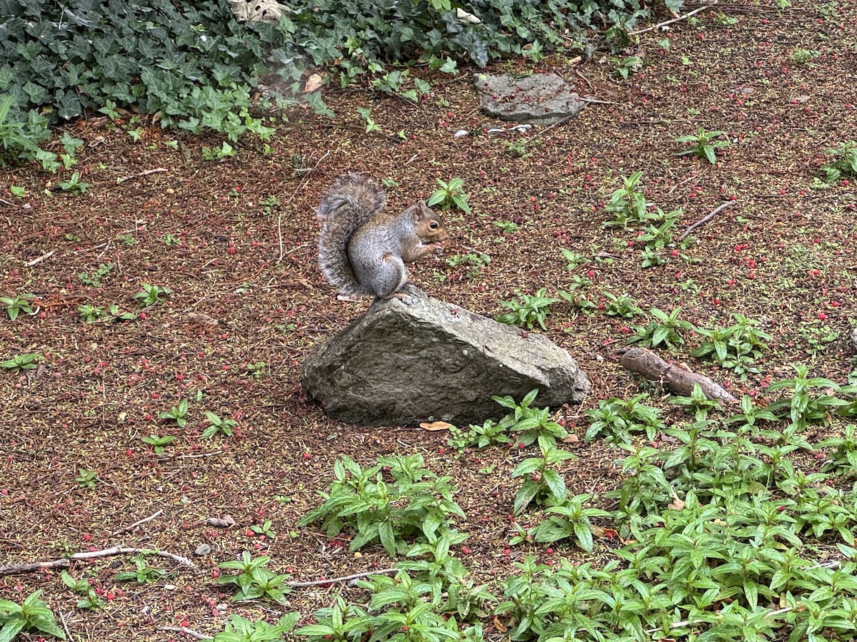 Eastern Gray Squirrel - ML646455403
