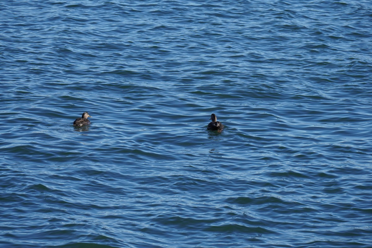 American Black Duck - ML646455406