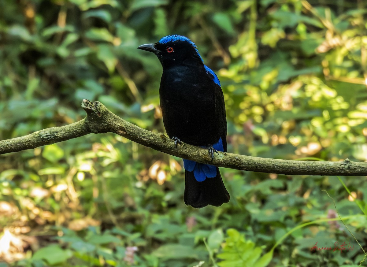 Asian Fairy-bluebird - ML646455407