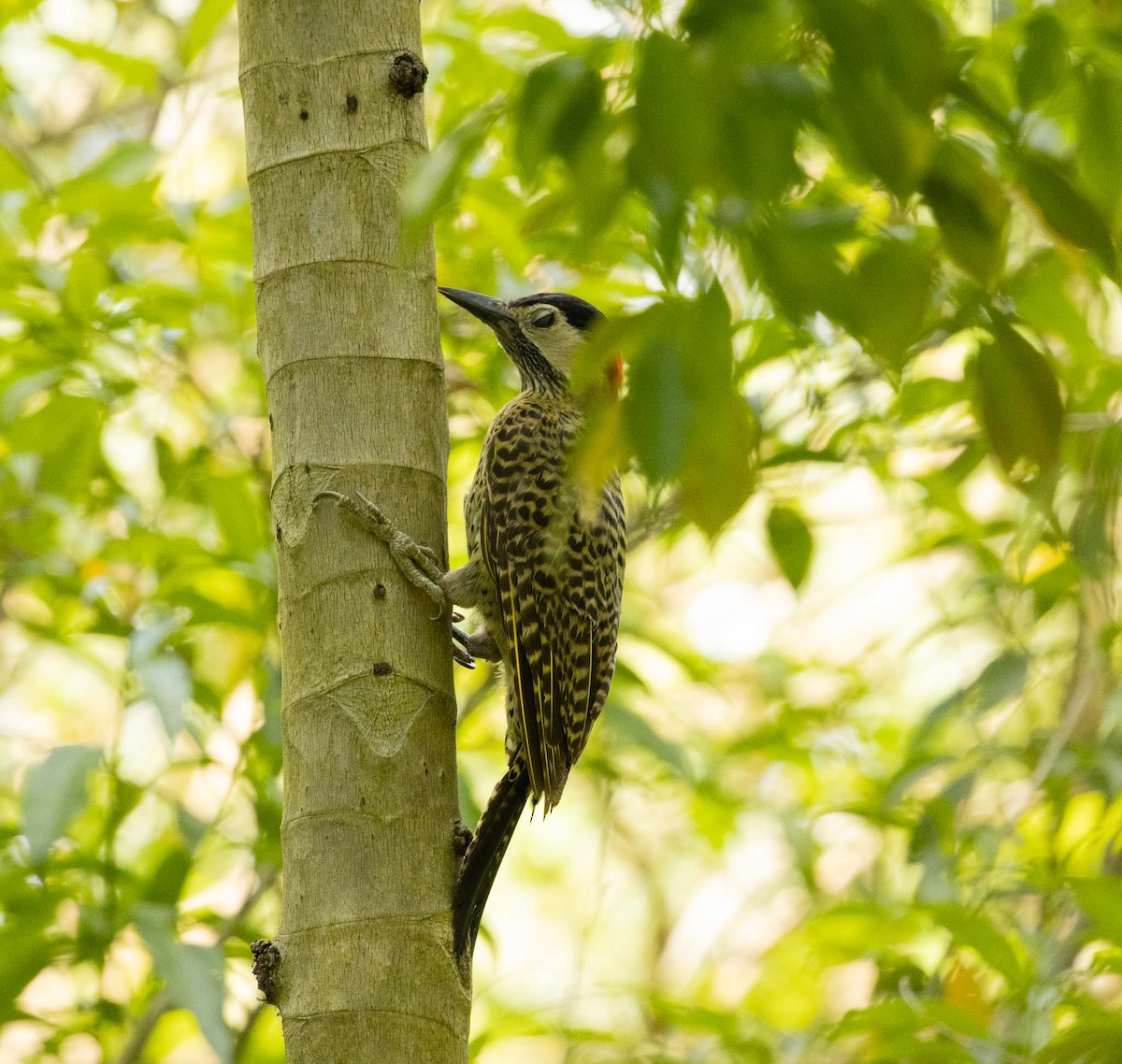 Green-barred Woodpecker - ML646455408