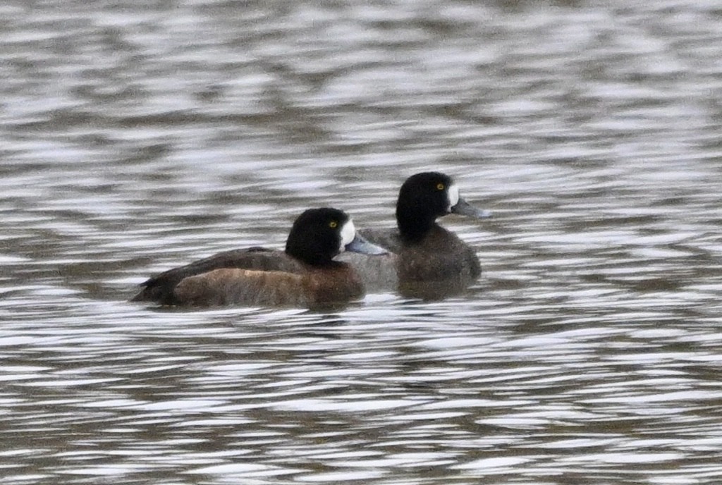 Greater Scaup - ML646455409