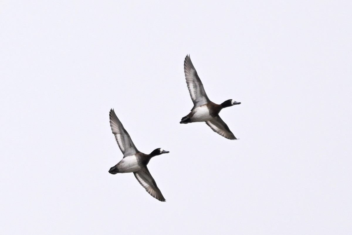 Greater Scaup - ML646455410
