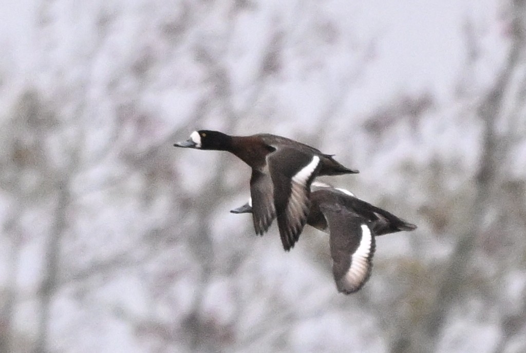 Greater Scaup - ML646455411