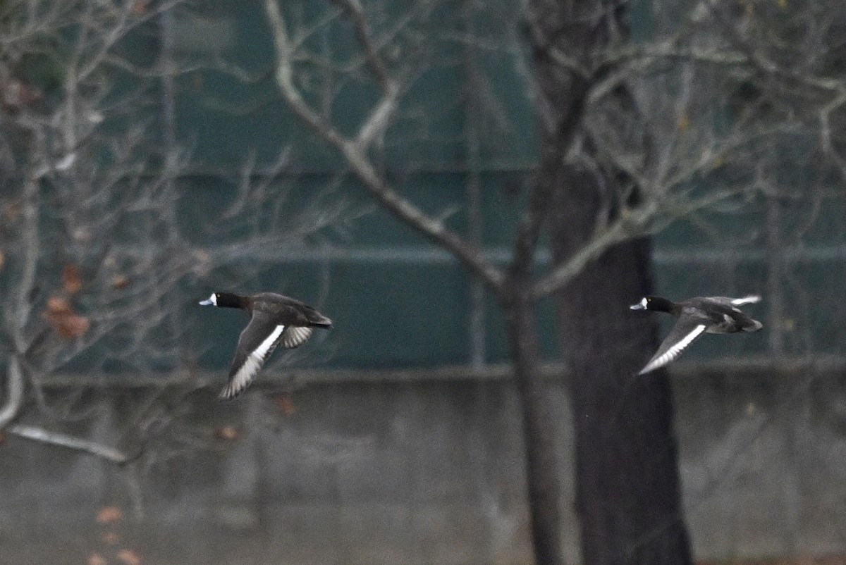 Greater Scaup - ML646455412