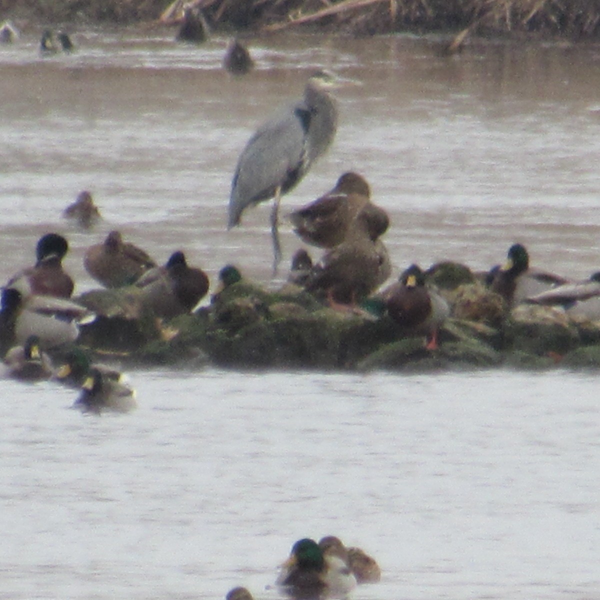 Great Blue Heron - ML646455413