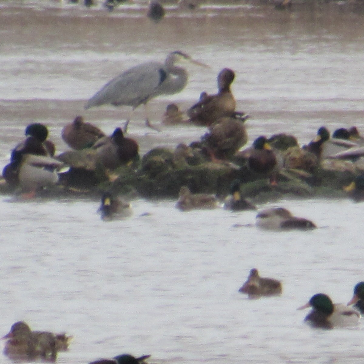 Great Blue Heron - ML646455414