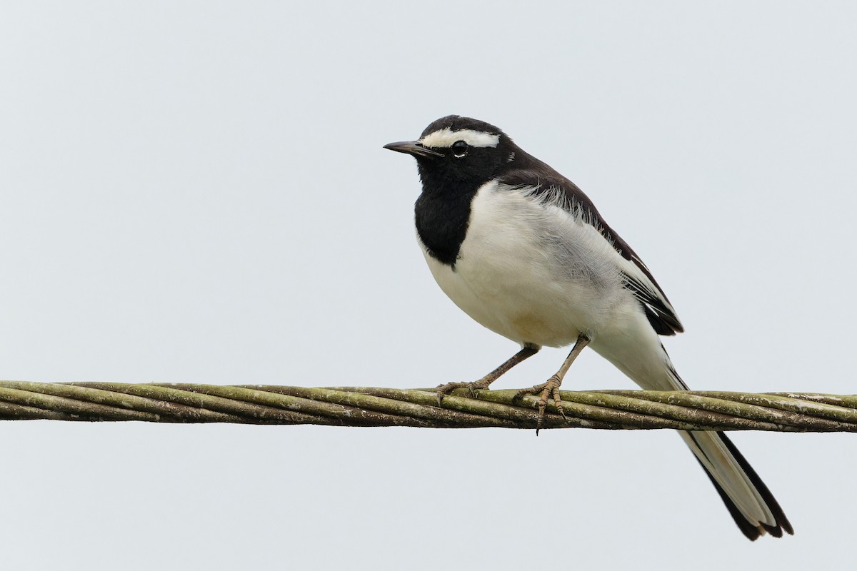 konipas indický - ML646455419