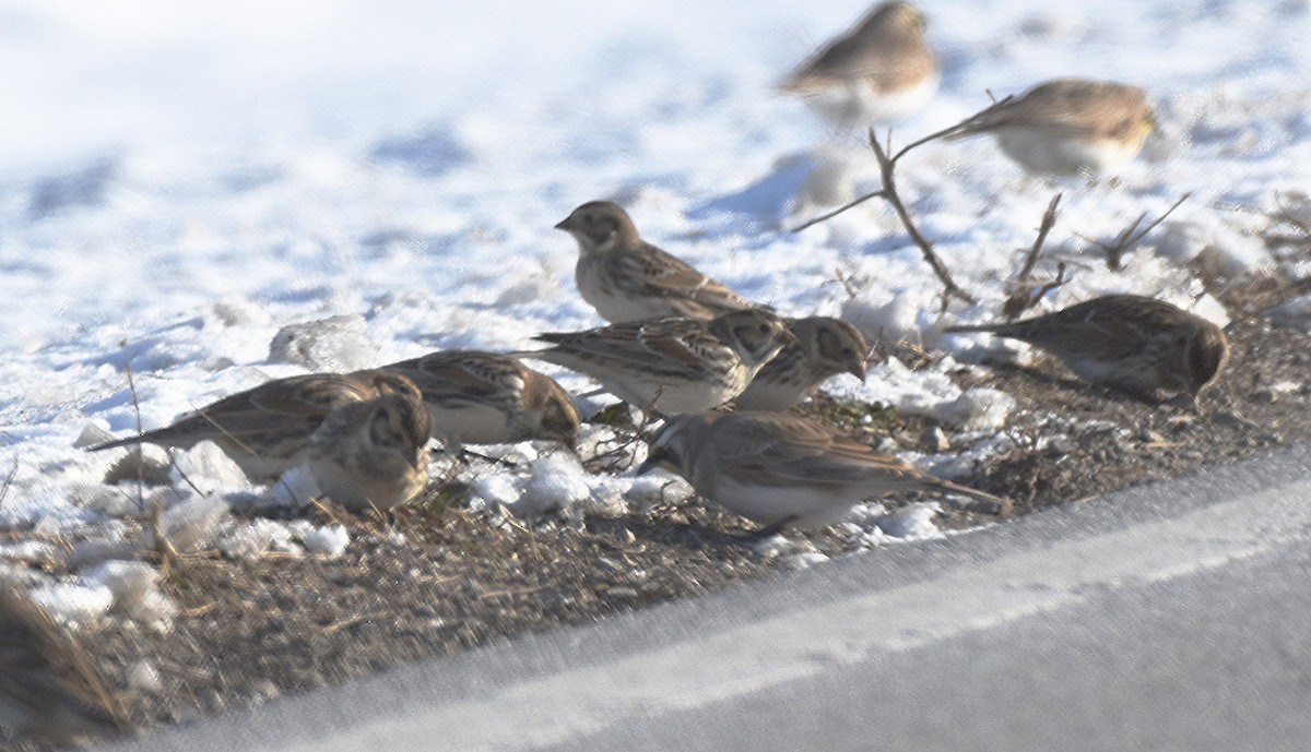 ostružka severní - ML646455423