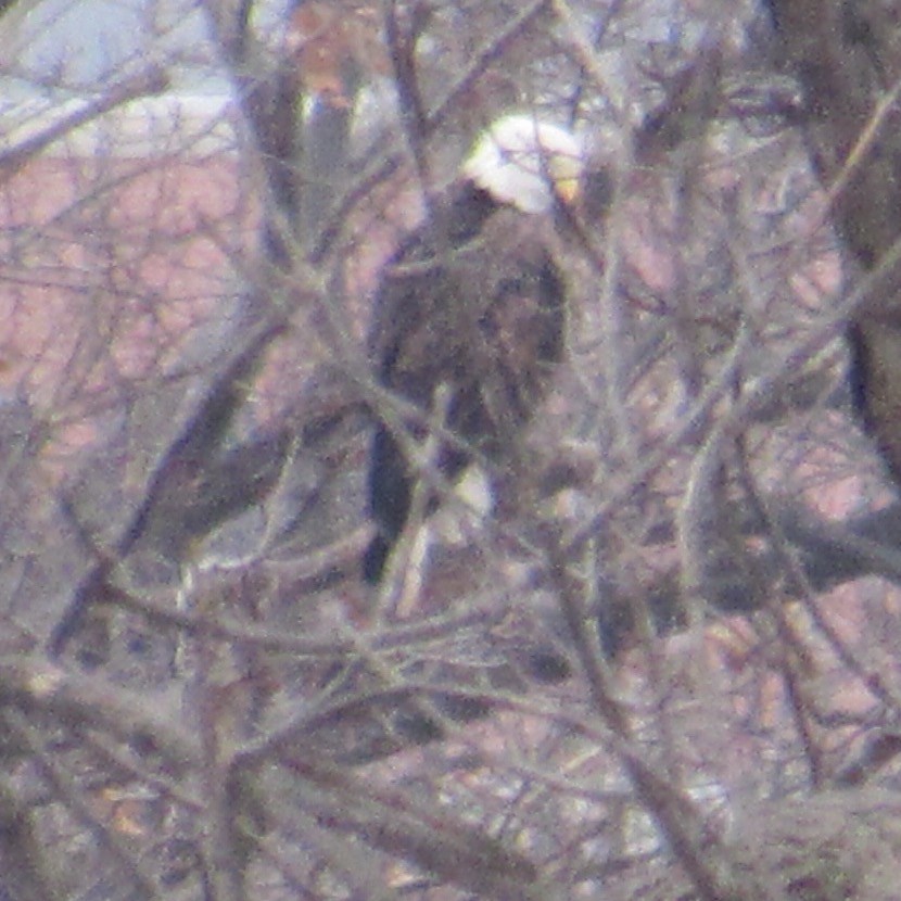 Pygargue à tête blanche - ML646455425