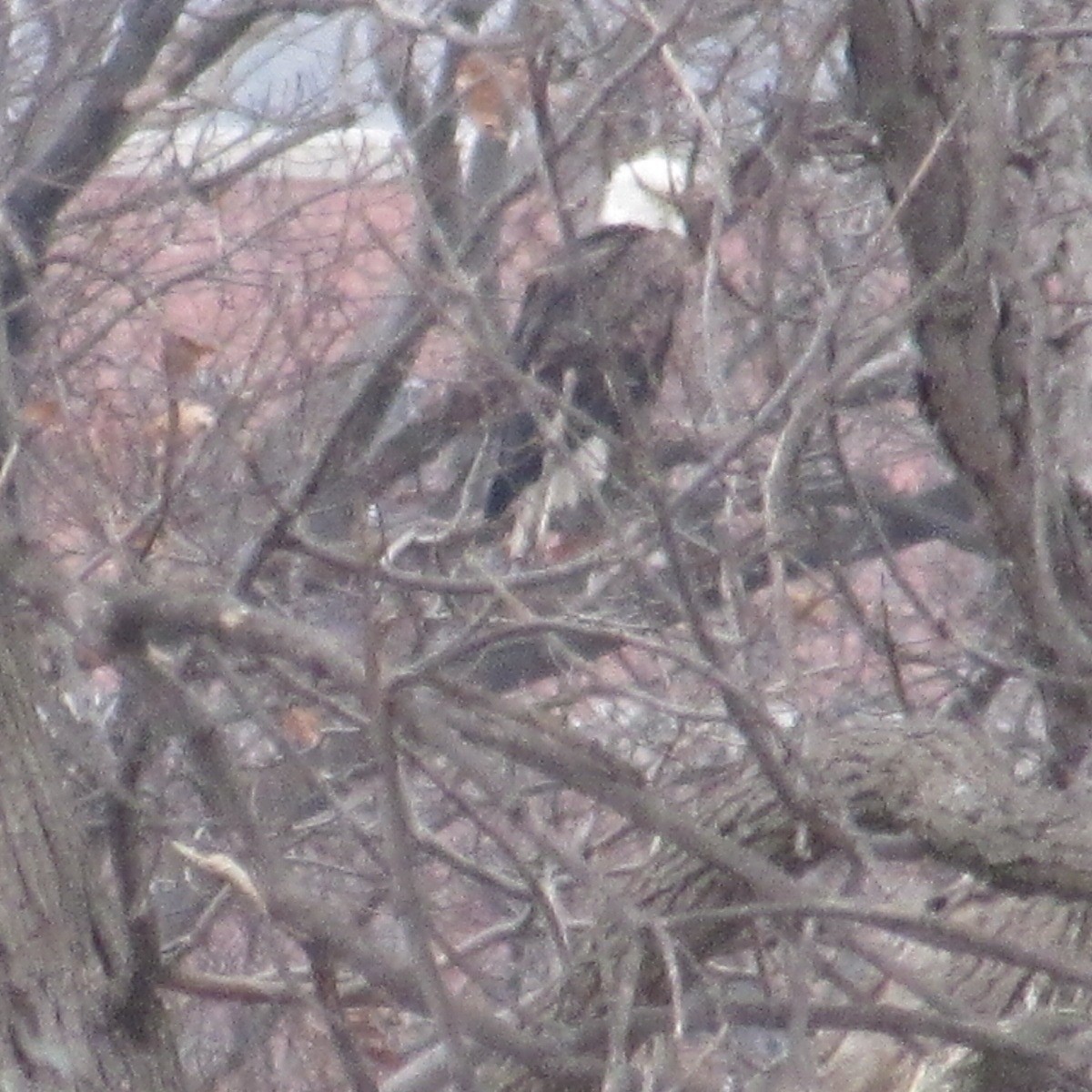 Pygargue à tête blanche - ML646455426