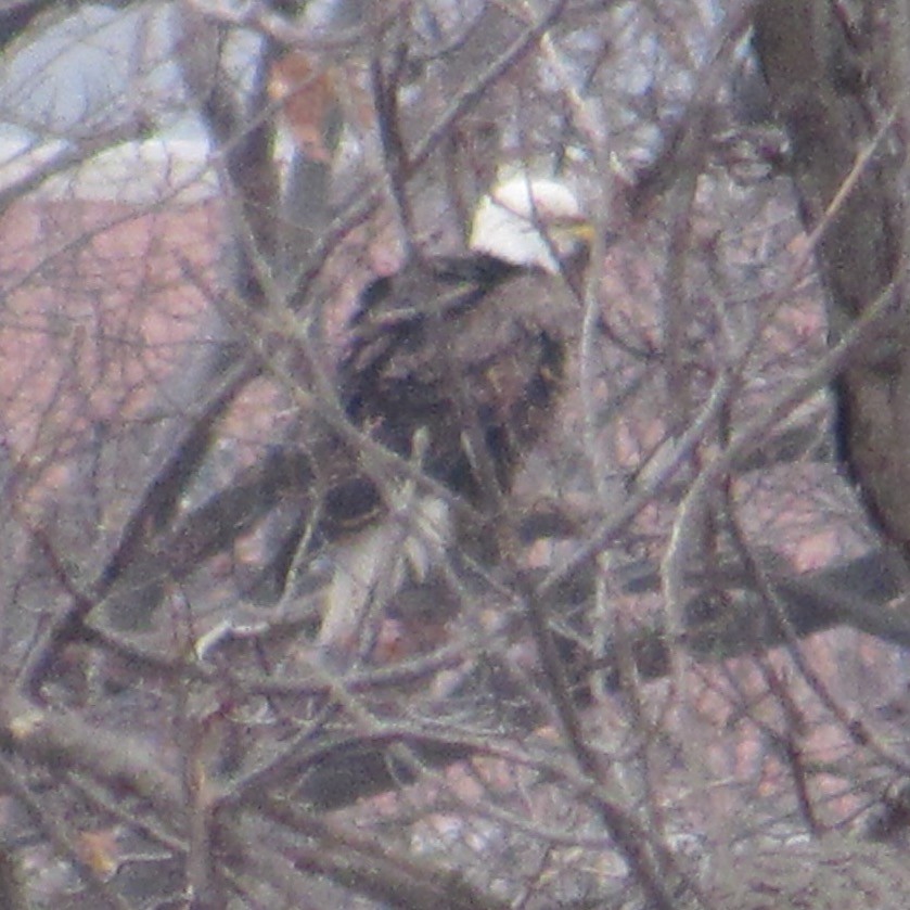 Pygargue à tête blanche - ML646455427
