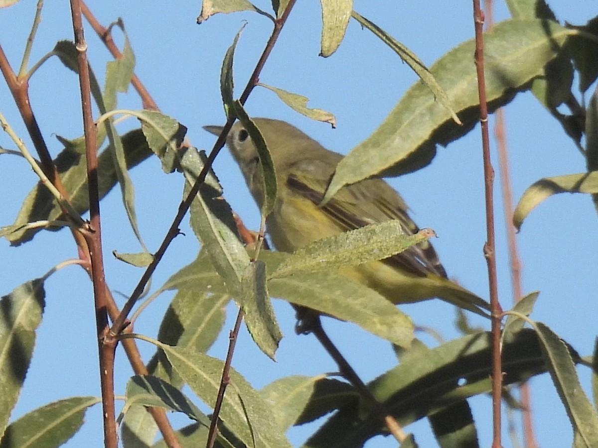 サメズアカアメリカムシクイ - ML646455428