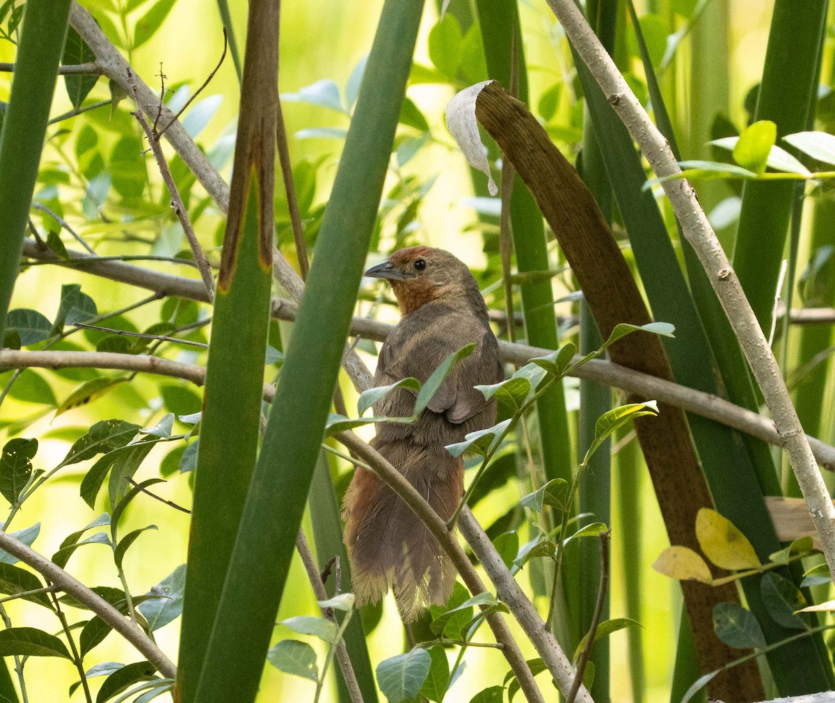 Orange-breasted Thornbird - ML646455432