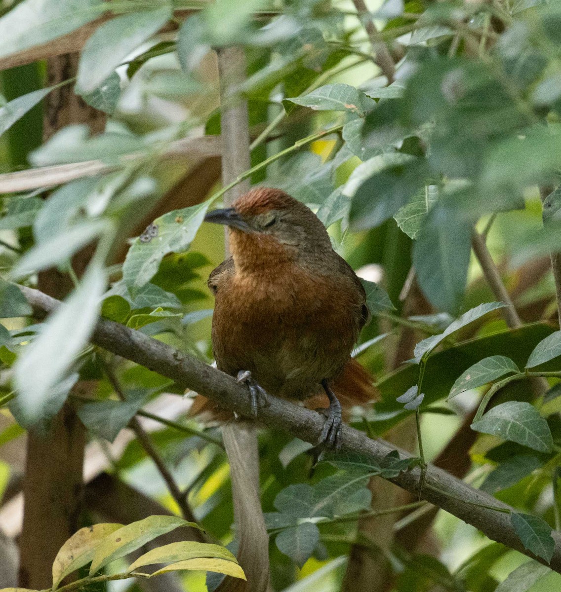 Orange-breasted Thornbird - ML646455433