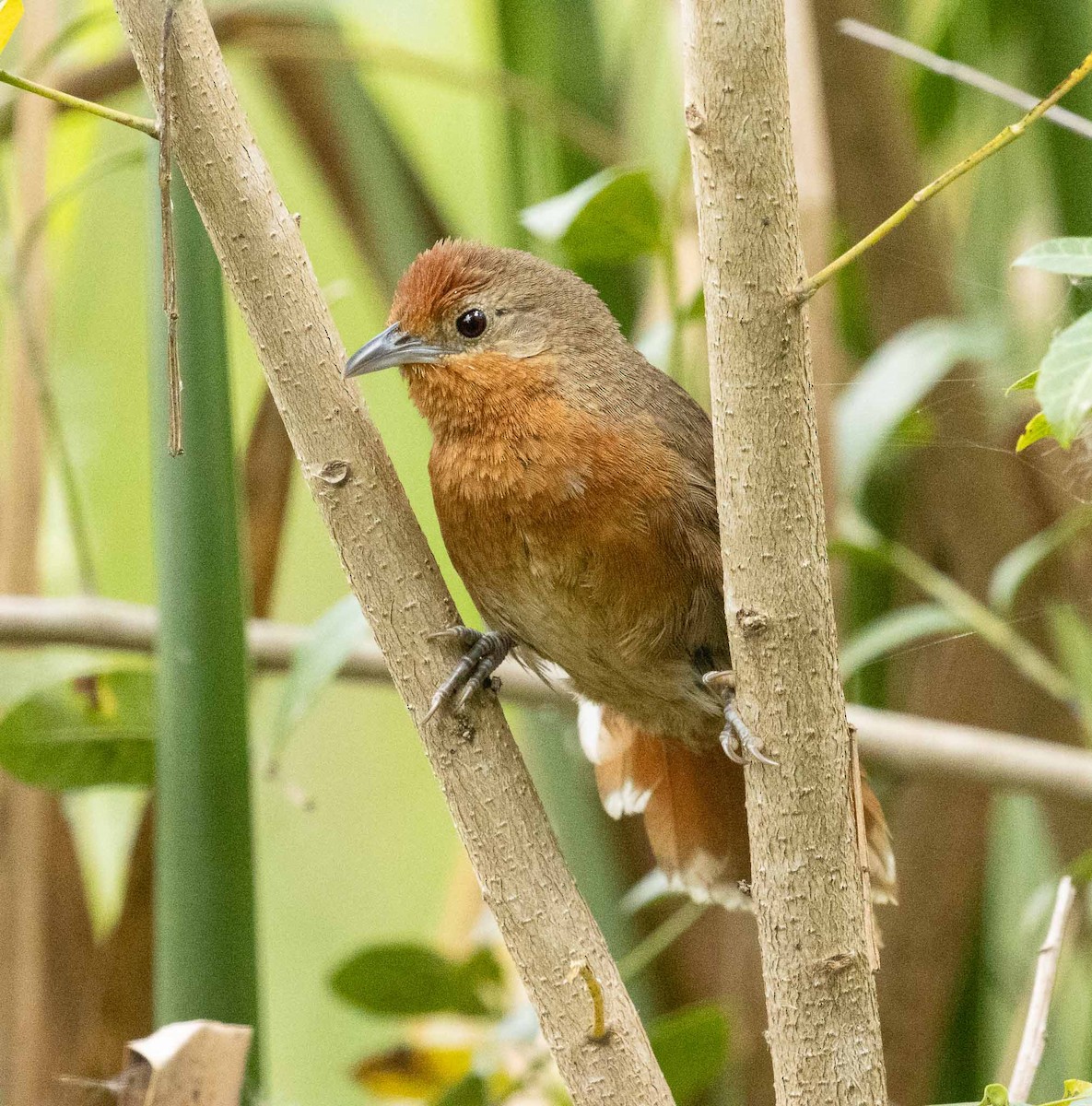 Orange-breasted Thornbird - ML646455434