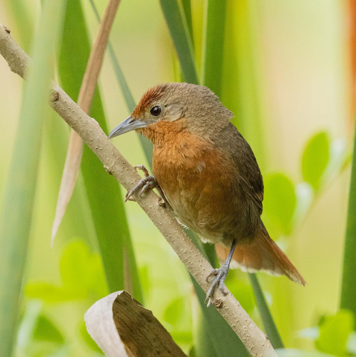Orange-breasted Thornbird - ML646455435