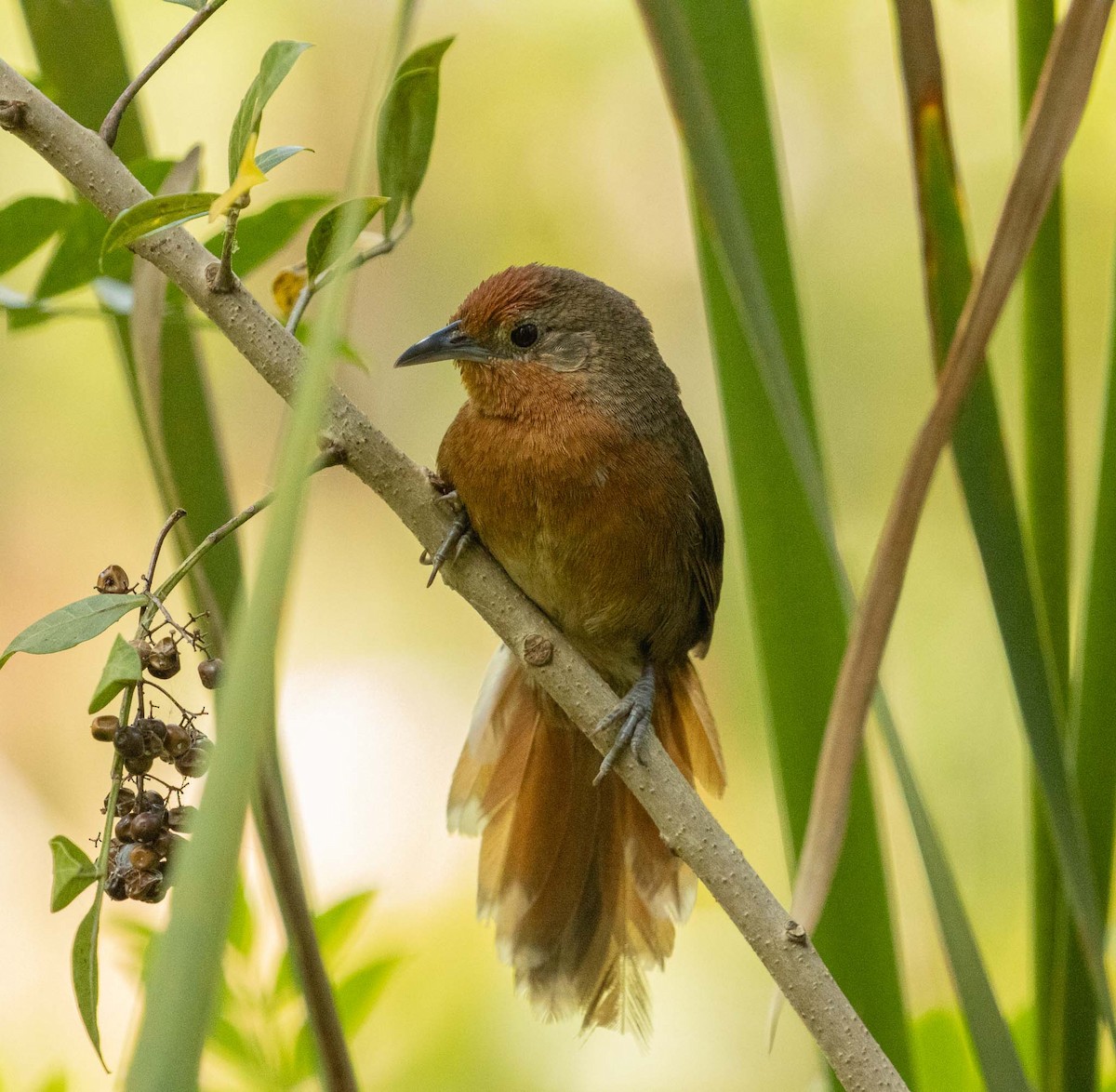 Orange-breasted Thornbird - ML646455436