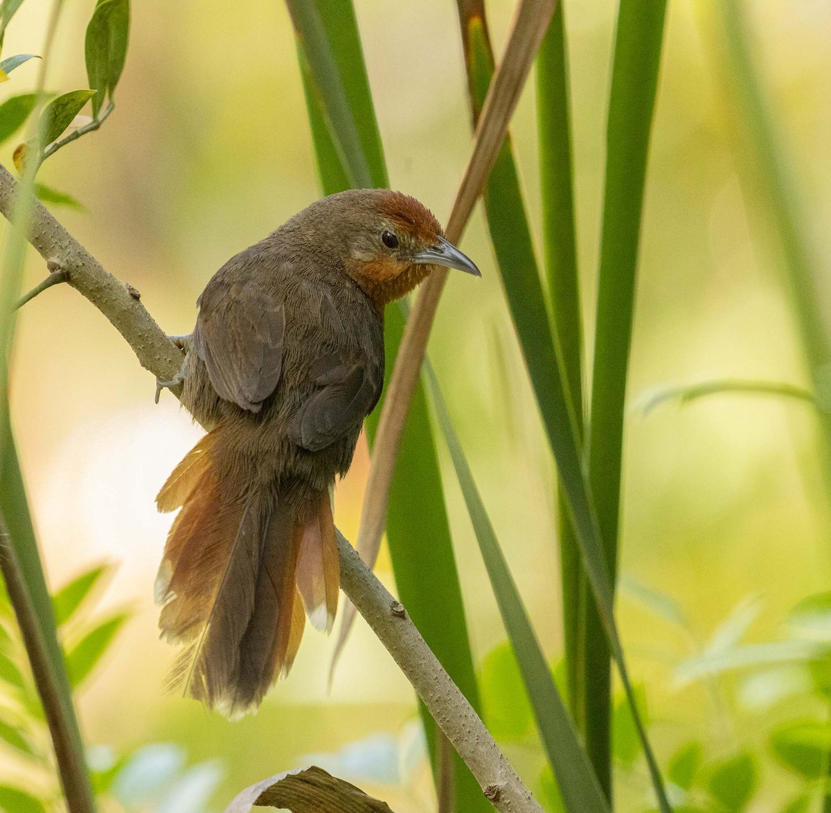 Orange-breasted Thornbird - ML646455437