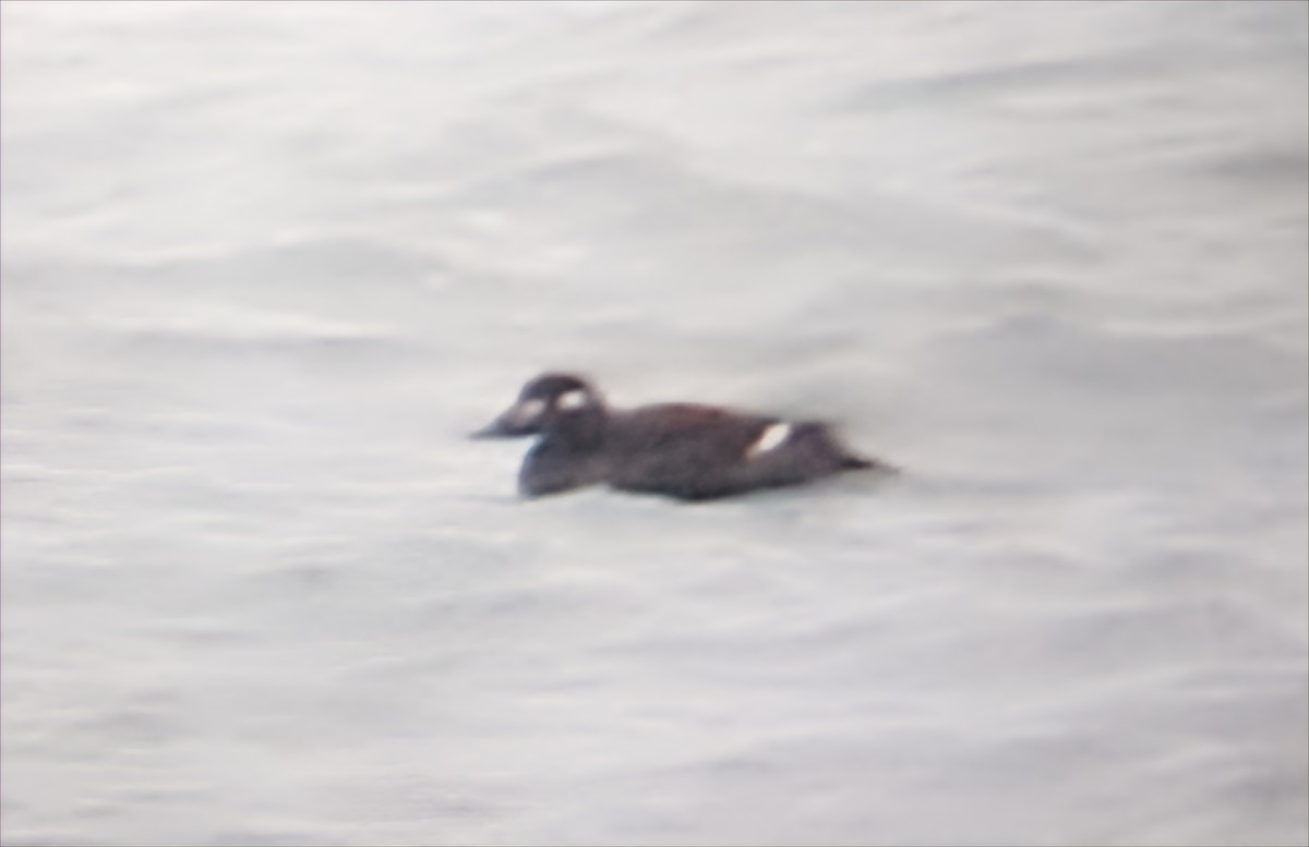 White-winged Scoter - ML646455438