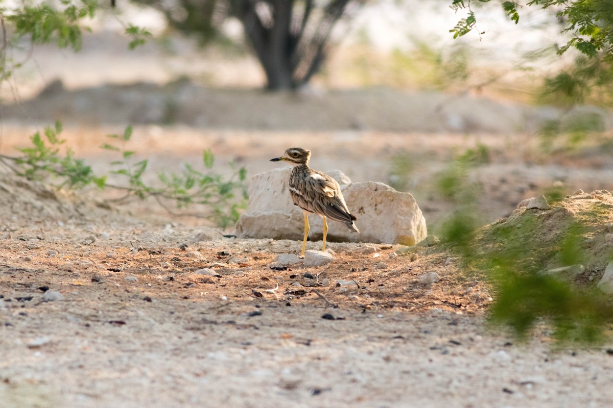 Eurasian Thick-knee - ML646455443