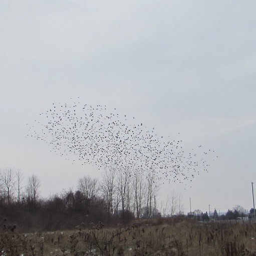 European Starling - ML646455444