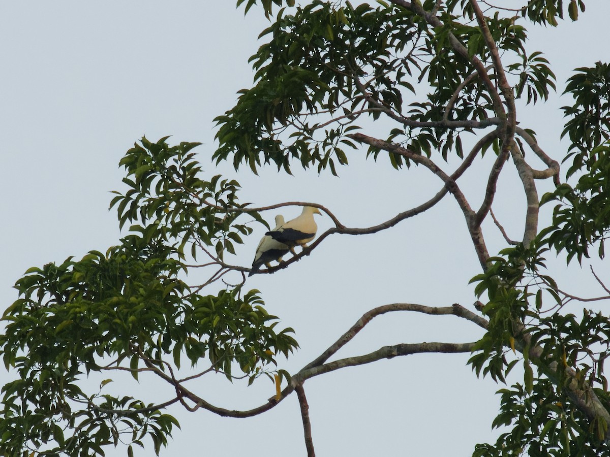 Pied Imperial-Pigeon - ML646455445