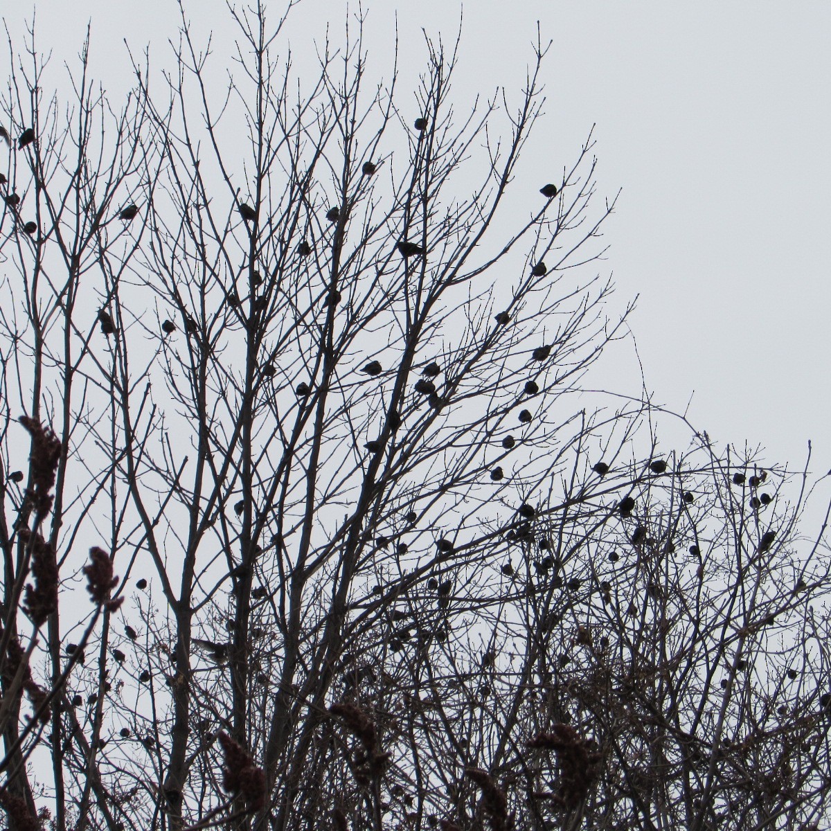 European Starling - ML646455446