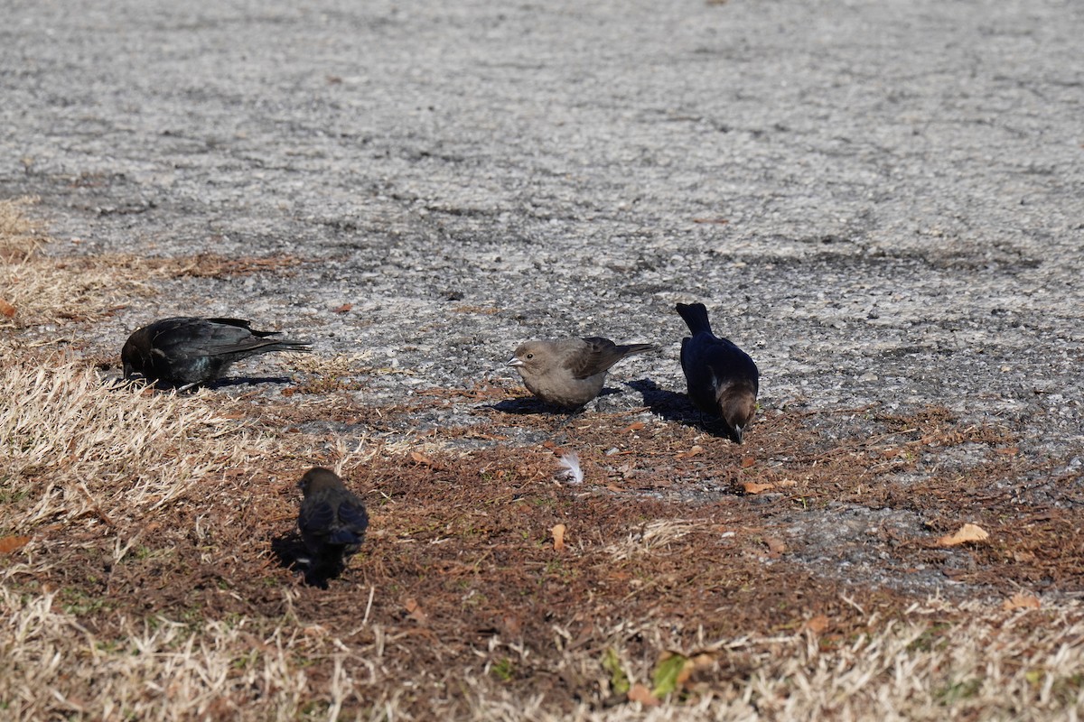 Brown-headed Cowbird - ML646455447