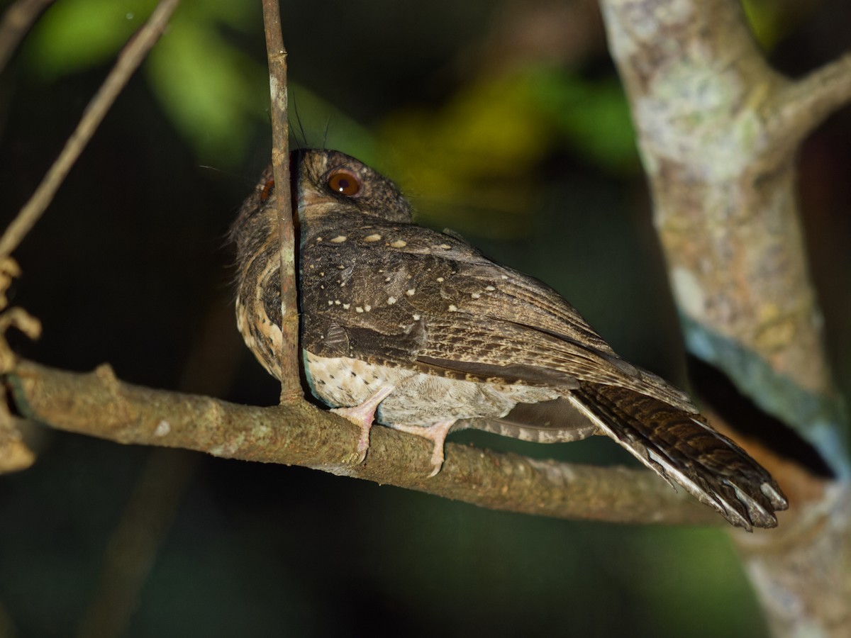 Moluccan Owlet-nightjar - ML646455451