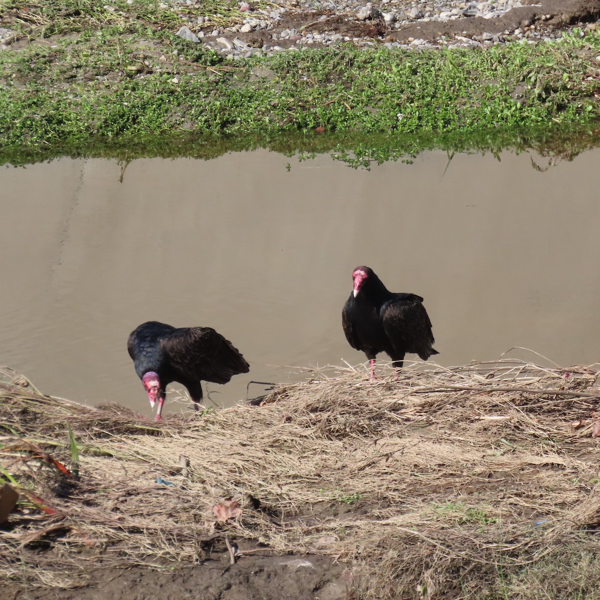 Turkey Vulture - ML646455454