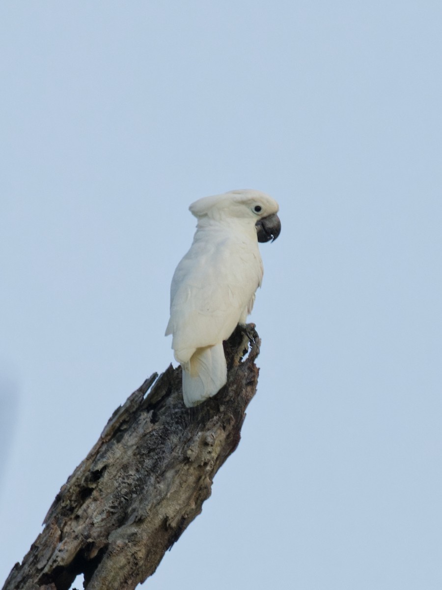 White Cockatoo - ML646455458