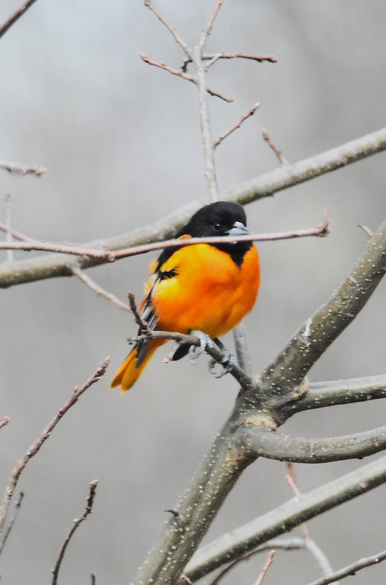 ボルチモアムクドリモドキ - ML646455463