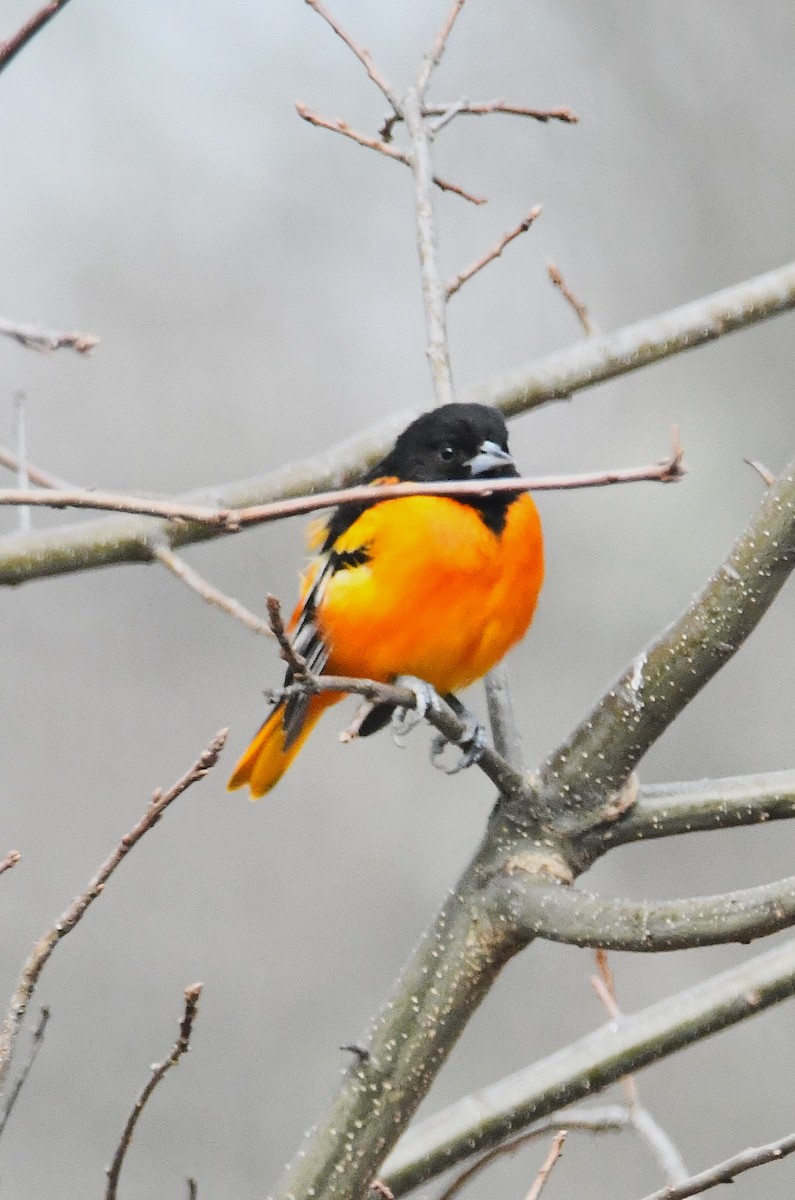 ボルチモアムクドリモドキ - ML646455464