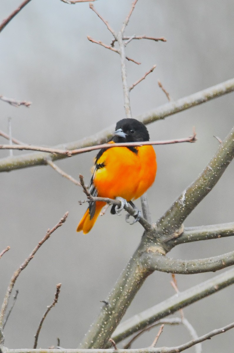 ボルチモアムクドリモドキ - ML646455465